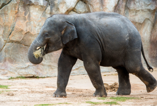 elephant.png