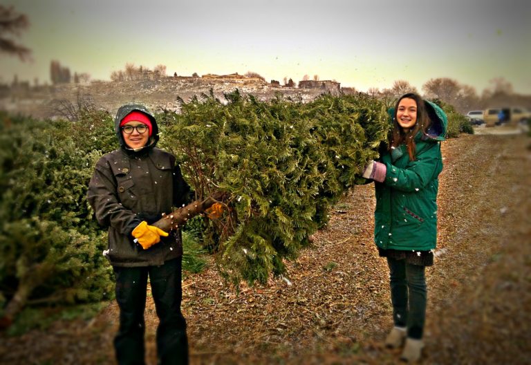 recycle your christmas tree conveniently