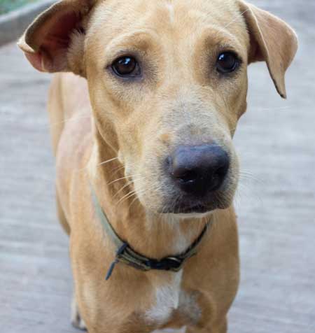 homeless-dog-clinic